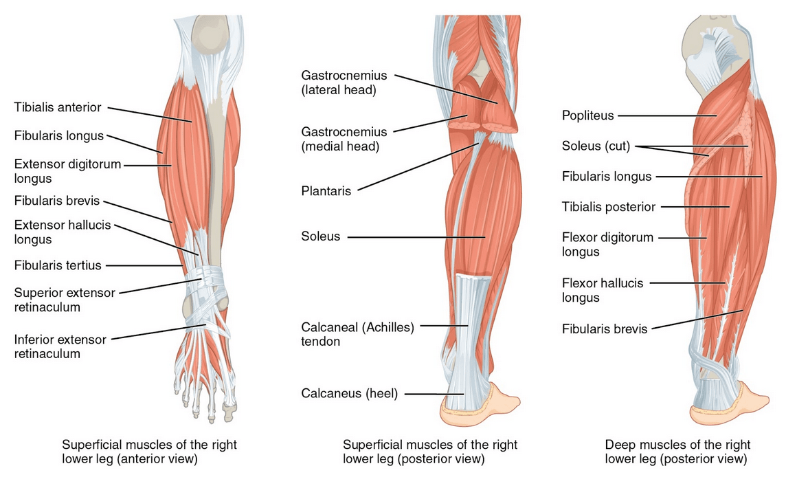 Achilles Tendinopathy illustration
